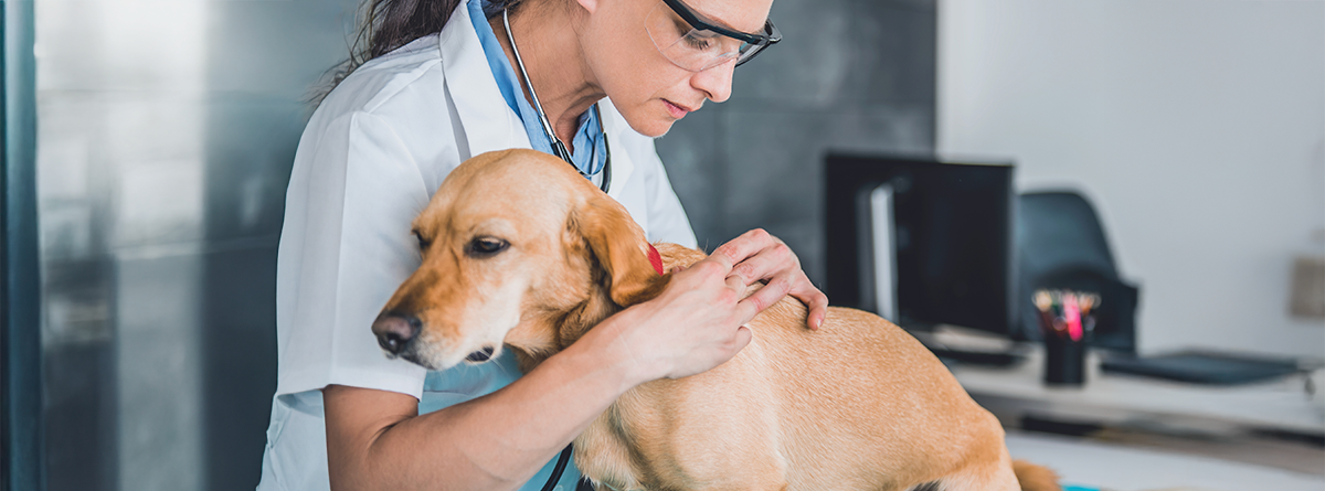 Médico-veterinário avaliando um cachorro durante exame clínico