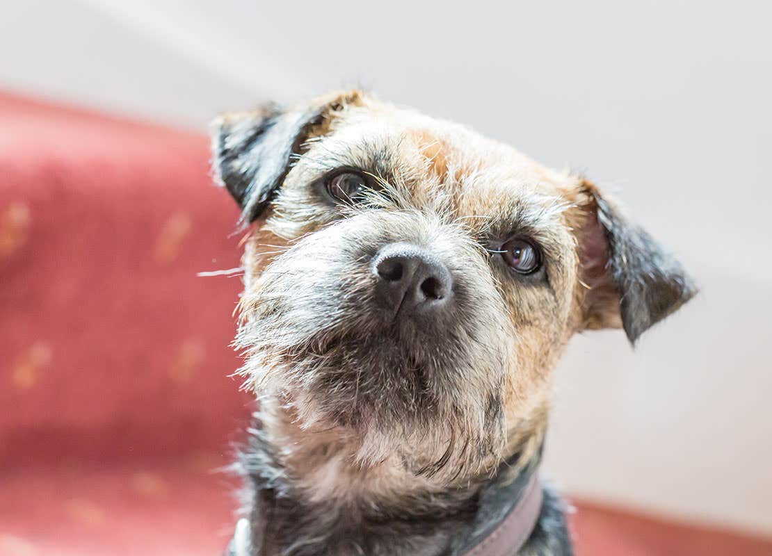 Portrait Border Terrier