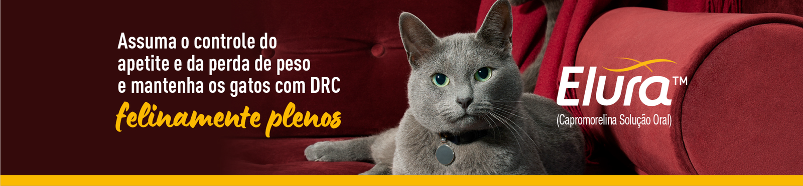 Elura o novo pilar para o manejo da doença renal crônica (DRC) em gatos