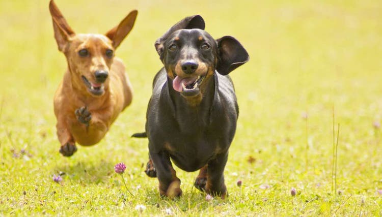 Dogs running outside