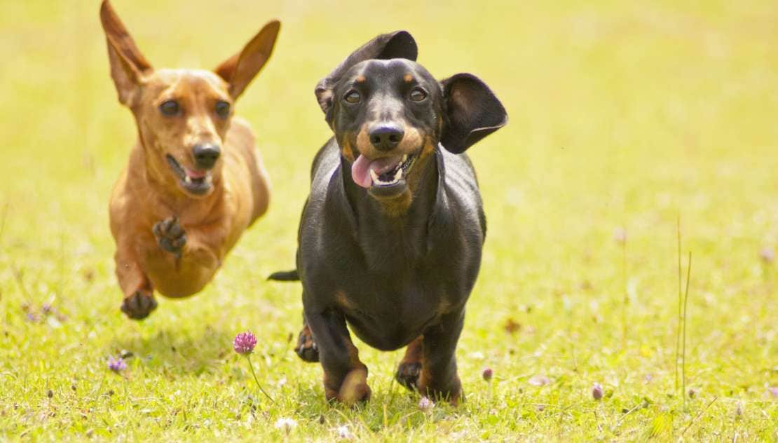 Dogs running outside