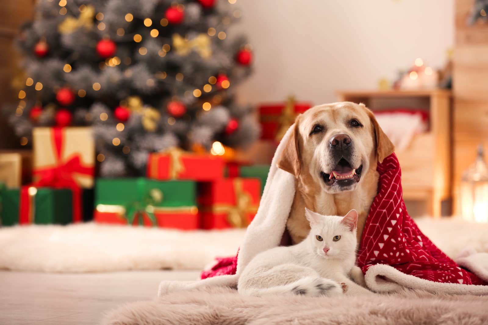 Dog and cat at Christmas