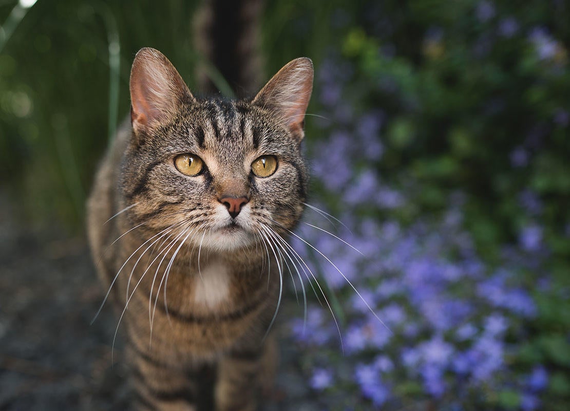 Ritratto di un gatto soriano domestico a pelo corto davanti a fiori blu 