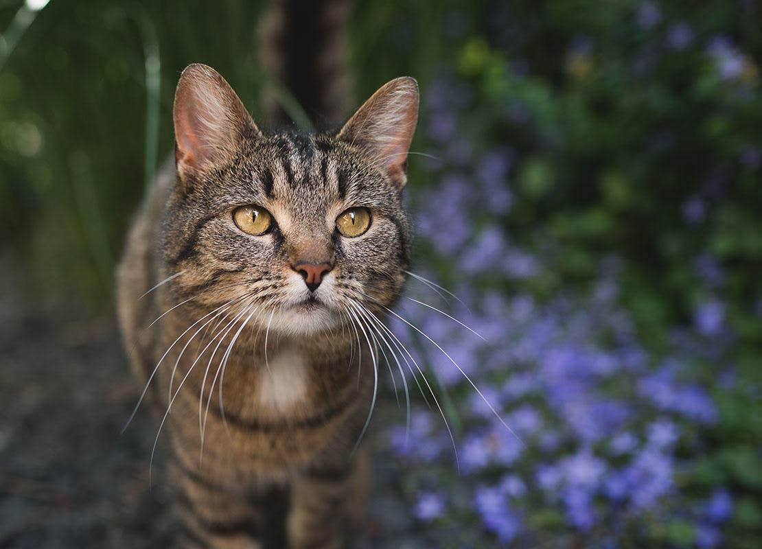 Ritratto di un gatto soriano domestico a pelo corto davanti a fiori blu 