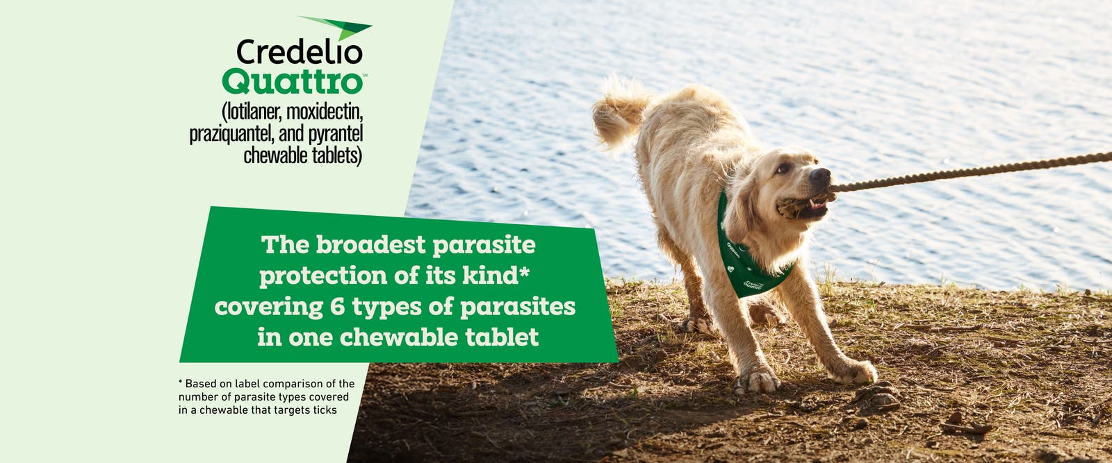 Credelio Quattro. The broadest parasite protection of its kind* covering 6 types of parasites in one chewable tablet.