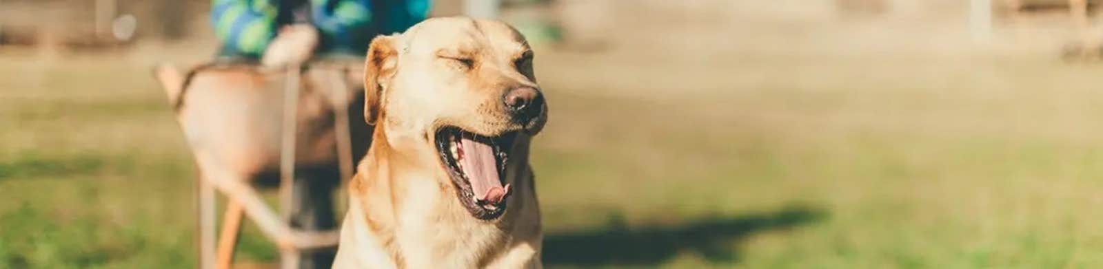 Dog coughing