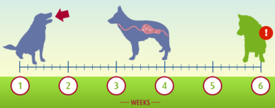 Roundworm incubation period