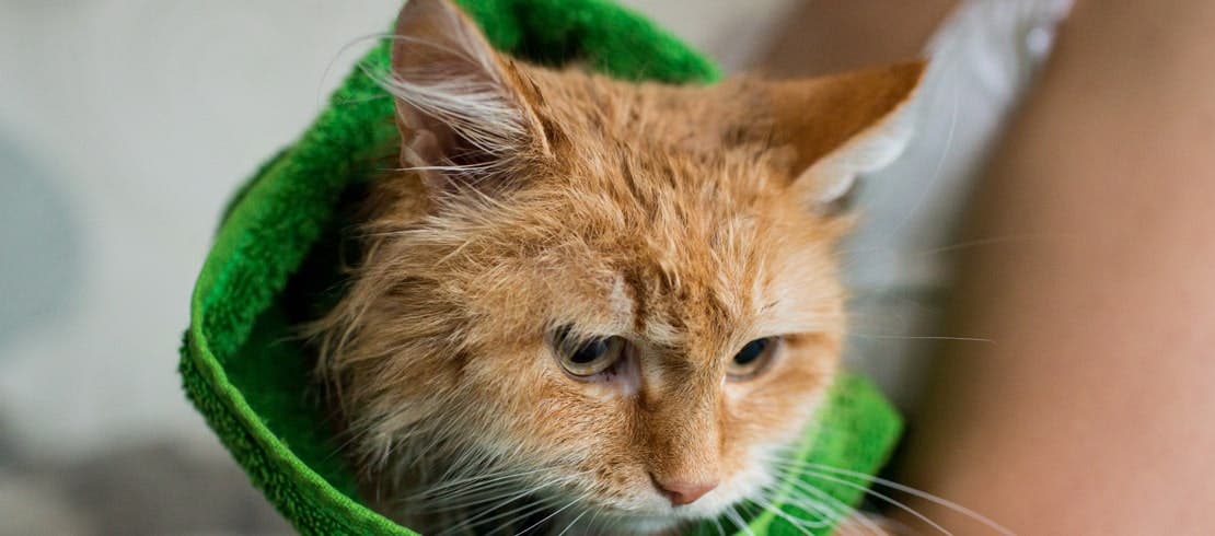 A wet cat dried in a towel after getting a bath.