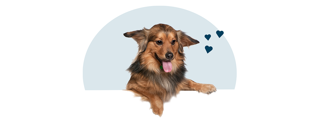 A Dachshund mix with its tongue out.