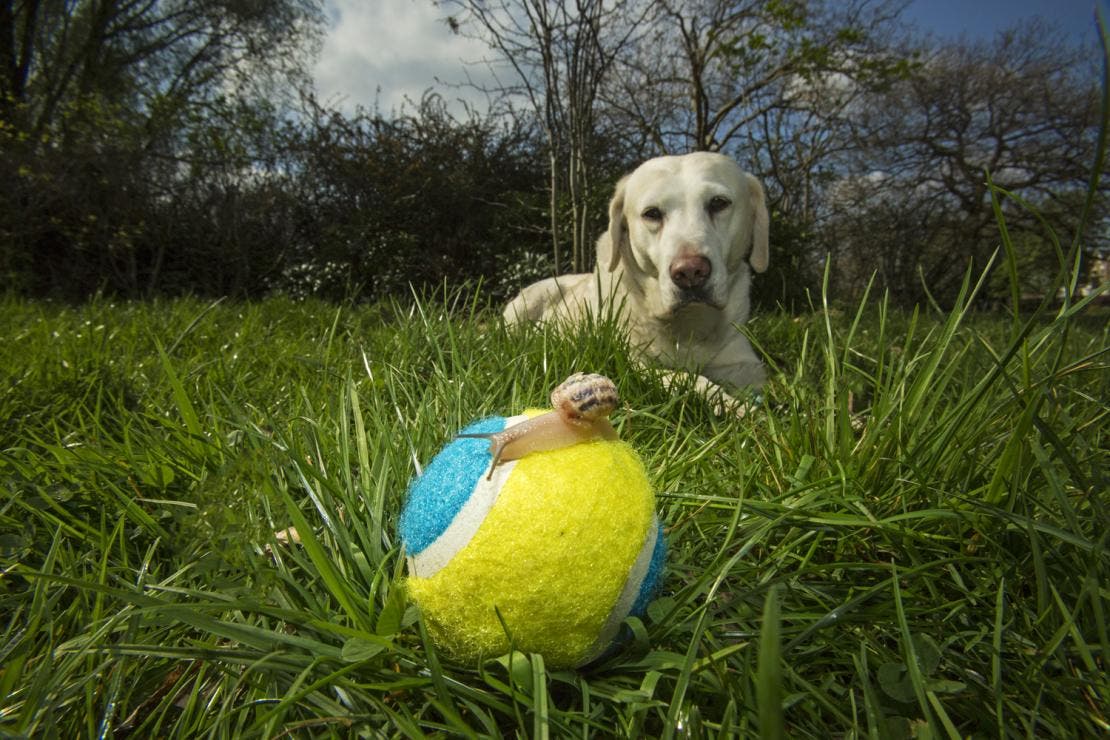 Slugs and snails can carry lungworm larvae, and dogs become infected when they eat these infected molluscs