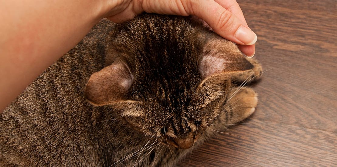 An owner petting her tabby cat on a table.