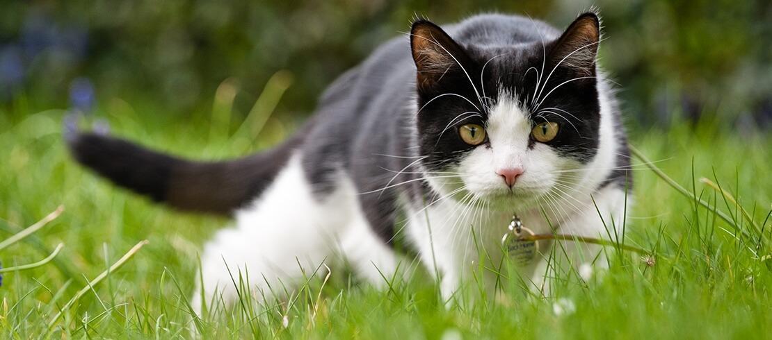 Fekete-fehér színű macska vadászik a kertben