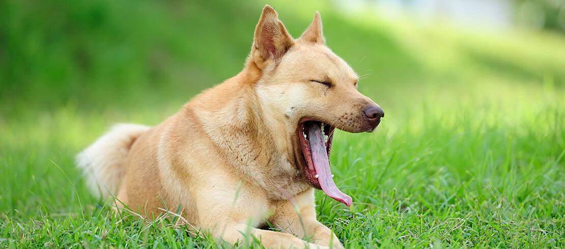 A dog lying in the grass and yawning