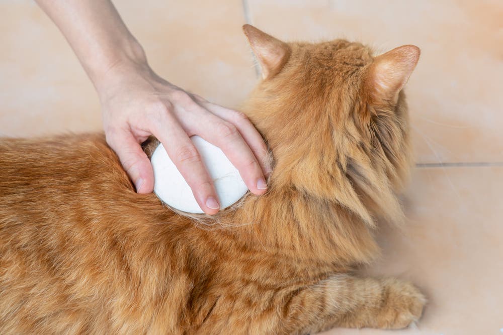 Oudere kat wordt voorzichtig geborsteld 