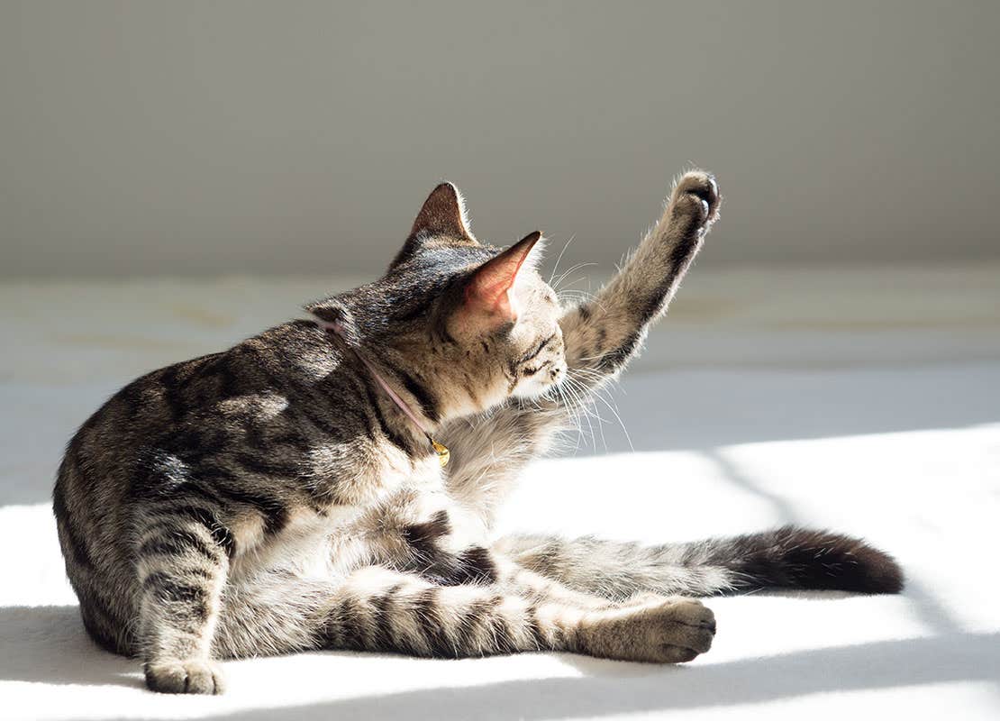 Les puces se nourrissent du sang des chats et peuvent passer d'un animal à l'autre