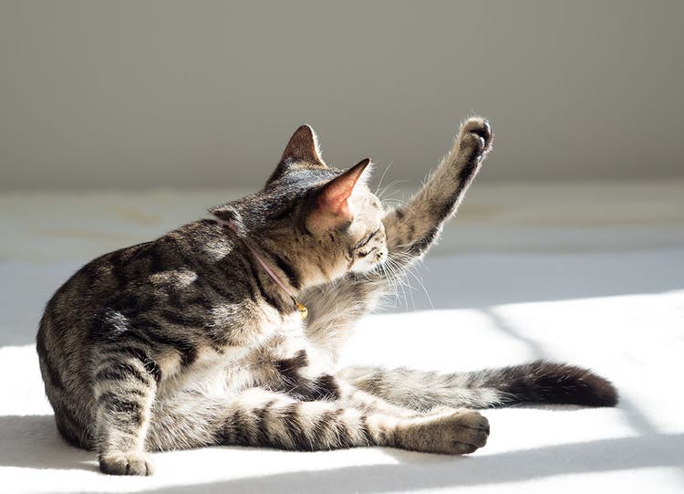 Les puces se nourrissent du sang des chats et peuvent passer d'un animal à l'autre