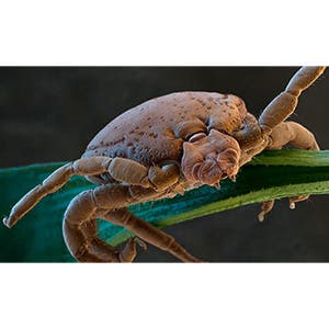 Brown dog tick