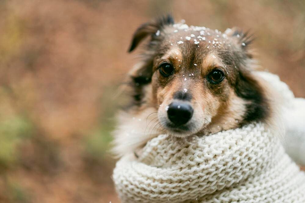Ubranie dla psa na zimę