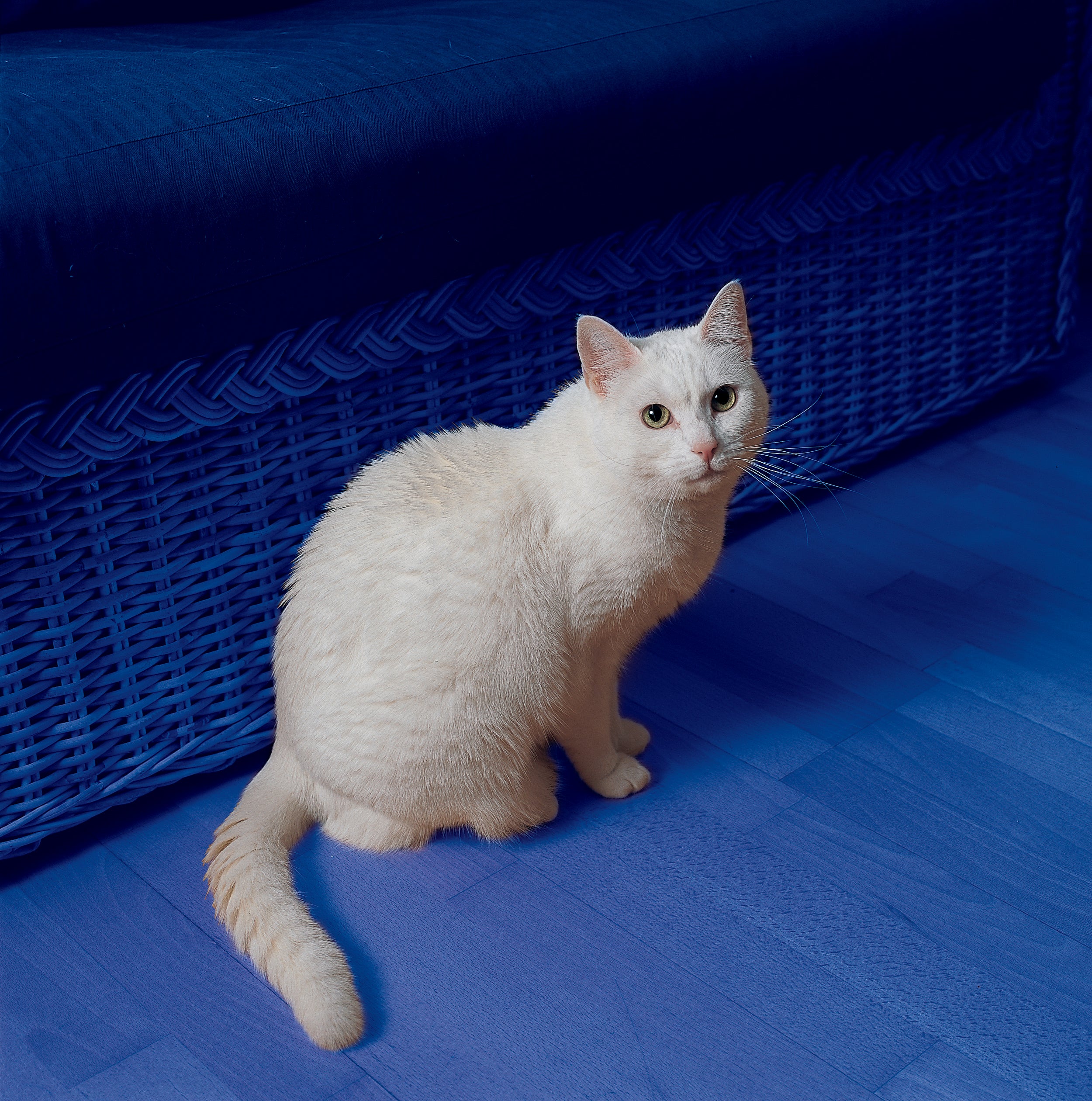 chat blanc debout près d’un panier