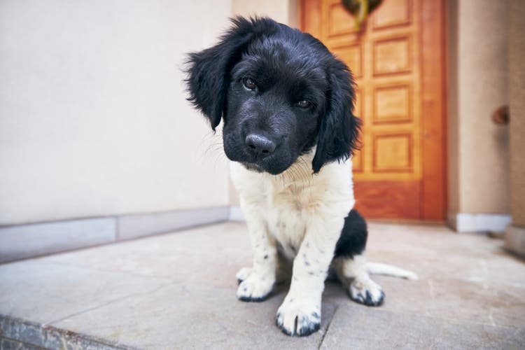 Die richtige Flohbehandlung ist auch für junge Hunde wichtig