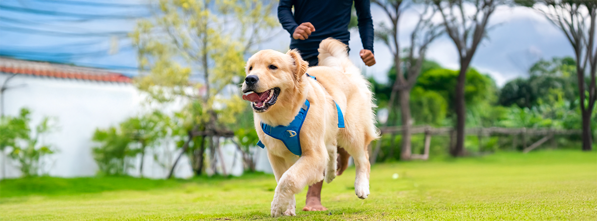 Cachorro protegido contra pulgas e carrapatos durante um passeio ao ar livre