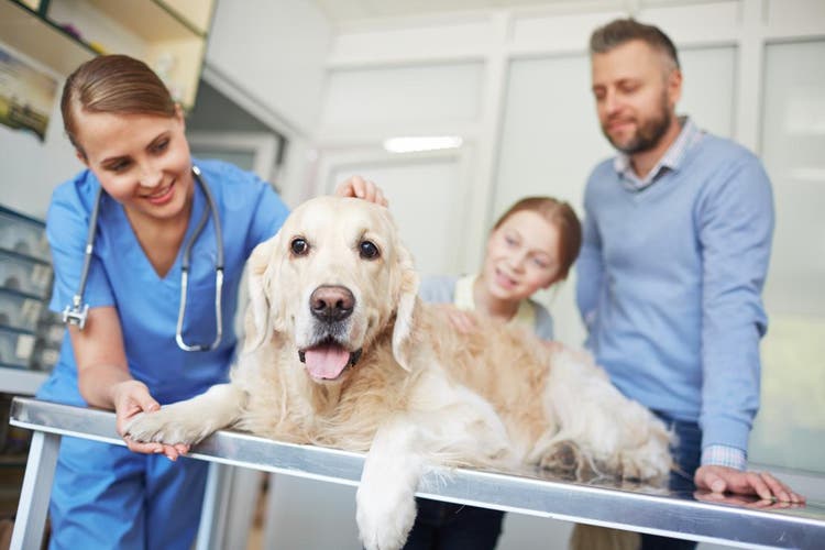 ¿Qué es el coronavirus canino y cómo se trata?