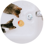 Kittens under 8 weeks old can be bathed to remove fleas