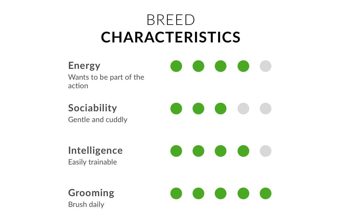 Cocker spaniel breed characteristics chart