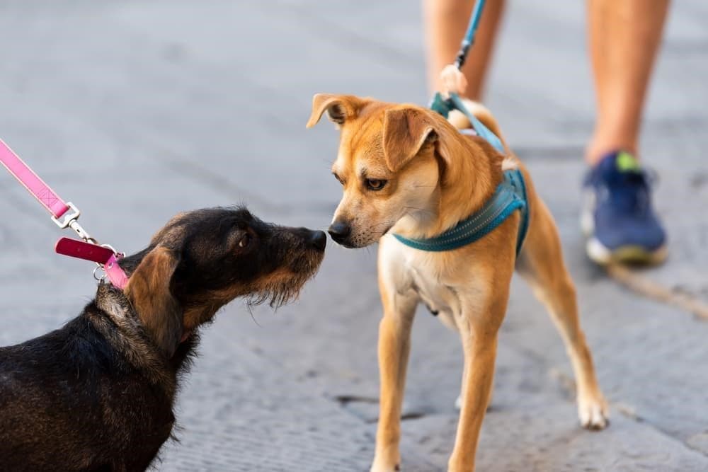 Les autres chiens