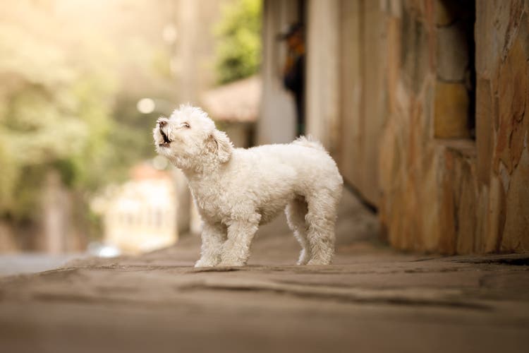 Bichon frise