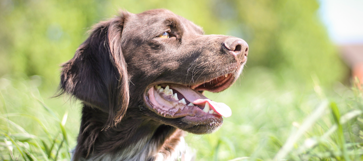 Hunde, som bor i et område, hvor man har set tilfælde af fransk hjerteorm har højere risiko for at blive smittet med denne sygdom. 