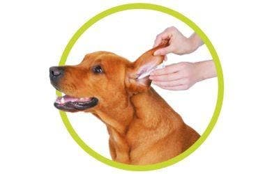 Введение препарата Нептра® в ухо собаки 