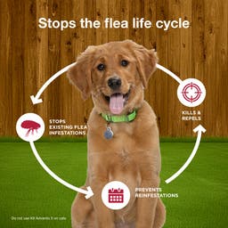 K9 Advantix II stops the feal life cycle in dogs by stopping existing flea infestations, kill and repelling new fleas, and preventing reinfestations.
