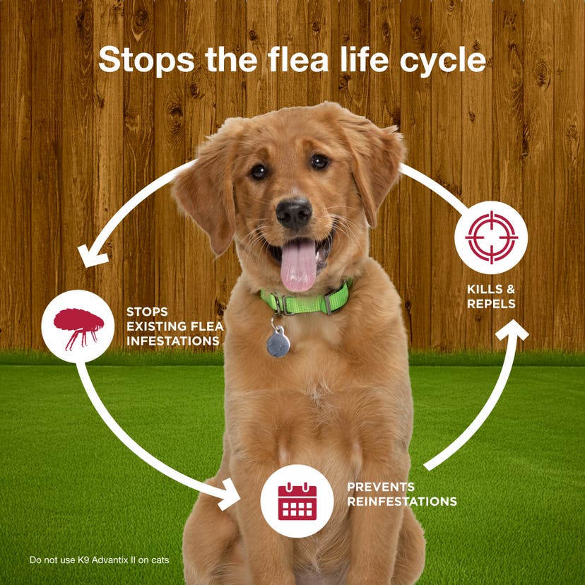 K9 Advantix II stops the feal life cycle in dogs by stopping existing flea infestations, kill and repelling new fleas, and preventing reinfestations.