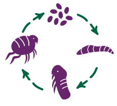 Flea lifecycle