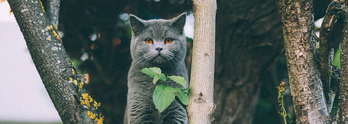 Cat in tree