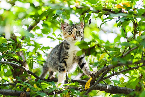 Kattekilling klatrer i træ