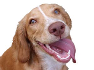 Lungworm case study Gracie