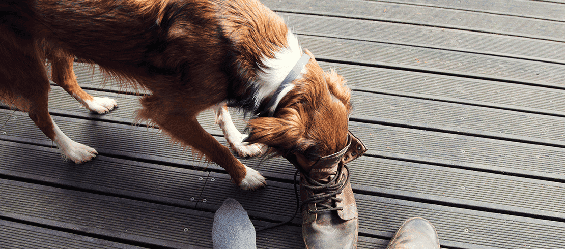 Perro con collar Seresto oliendo