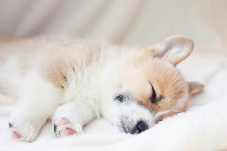 Cachorro de corgi dormido