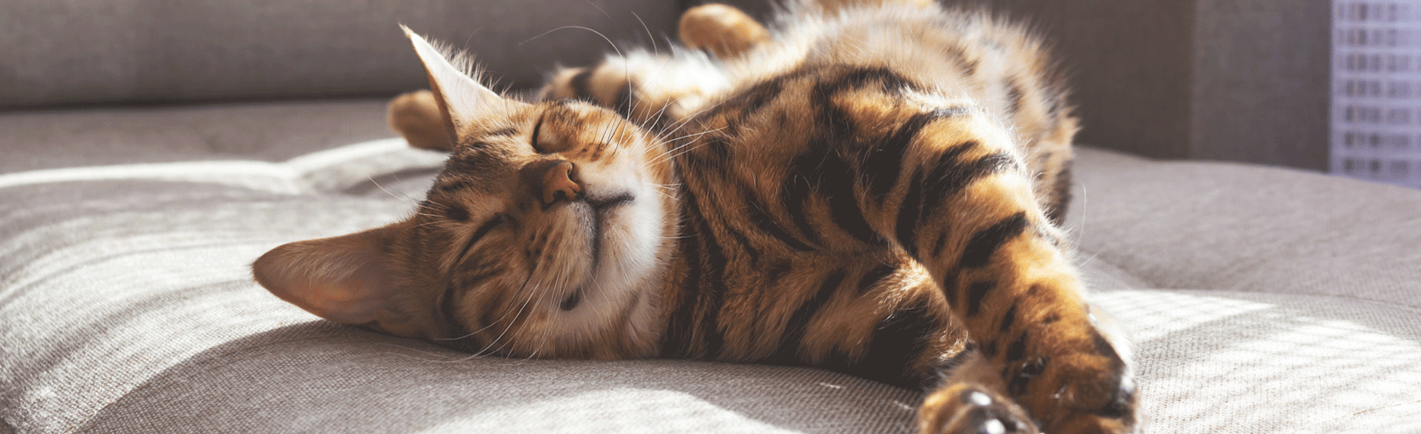 Gato rajado deitado de barriga para cima em um sofá claro, com as patas esticadas e olhos semicerrados, aparentando estar relaxado enquanto a luz do sol entra pela janela ao fundo.