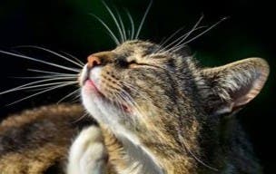 Tabby cat scratching fleas