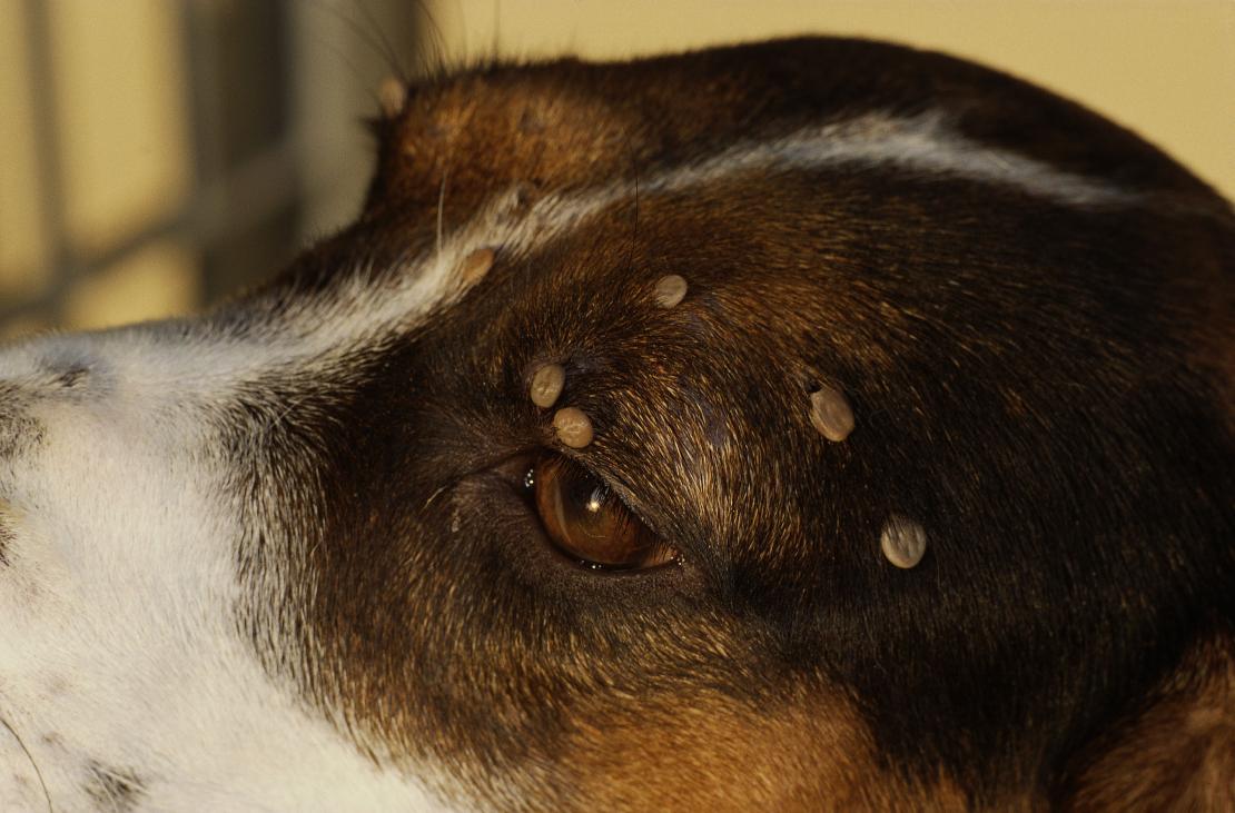 Unfed dog ticks are brown, once they've attached and are feeding they become a grey colour