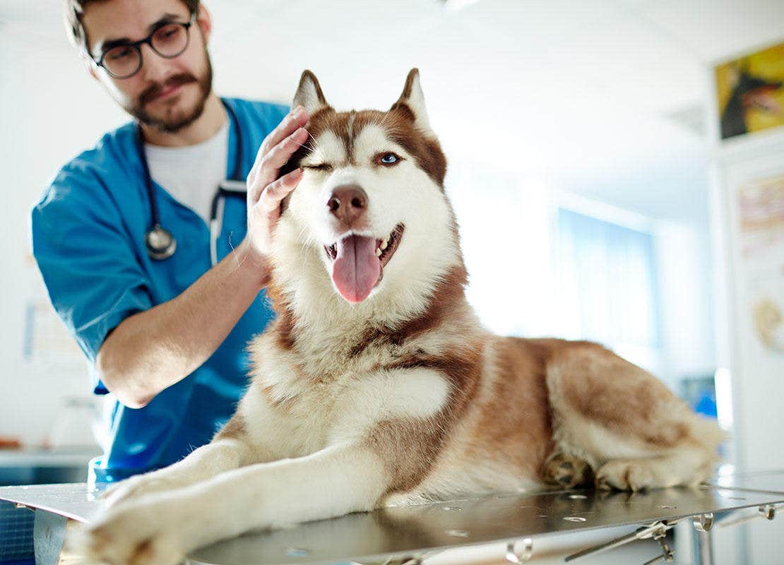  Cachorro recebendo carinho de veterinário