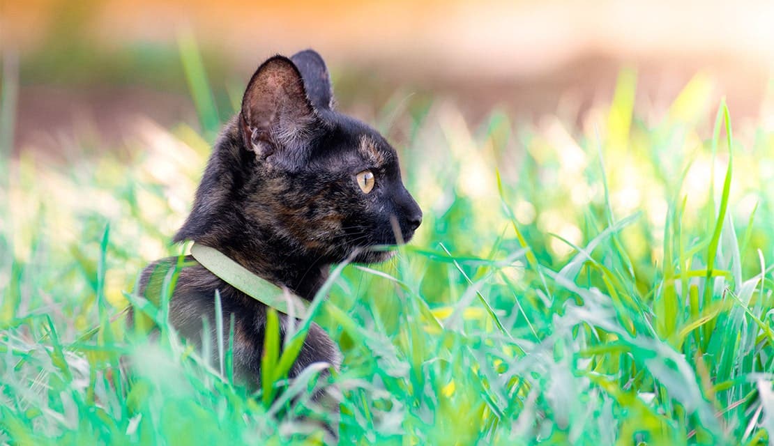 A calico cat standing on grass field.