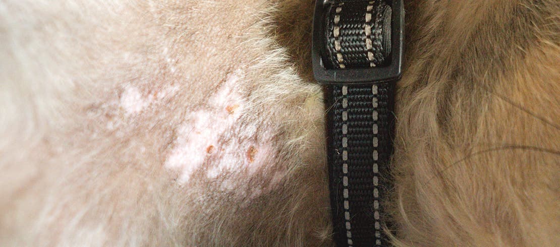 Hair loss showing scaly skin on dog’s neck area