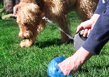 An owner picking up after a dog