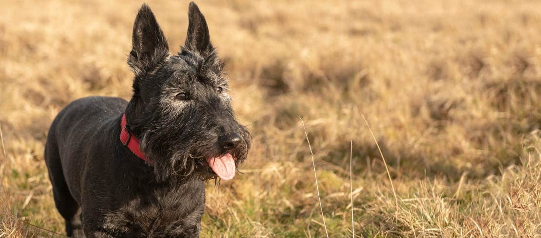 A black Scottish Terrier standing in a grass field.