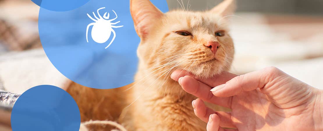 Orange tabby getting scritches on chin
