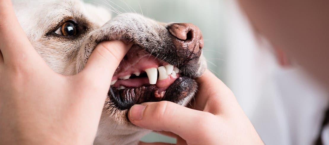 Owner looking at their dog’s teeth